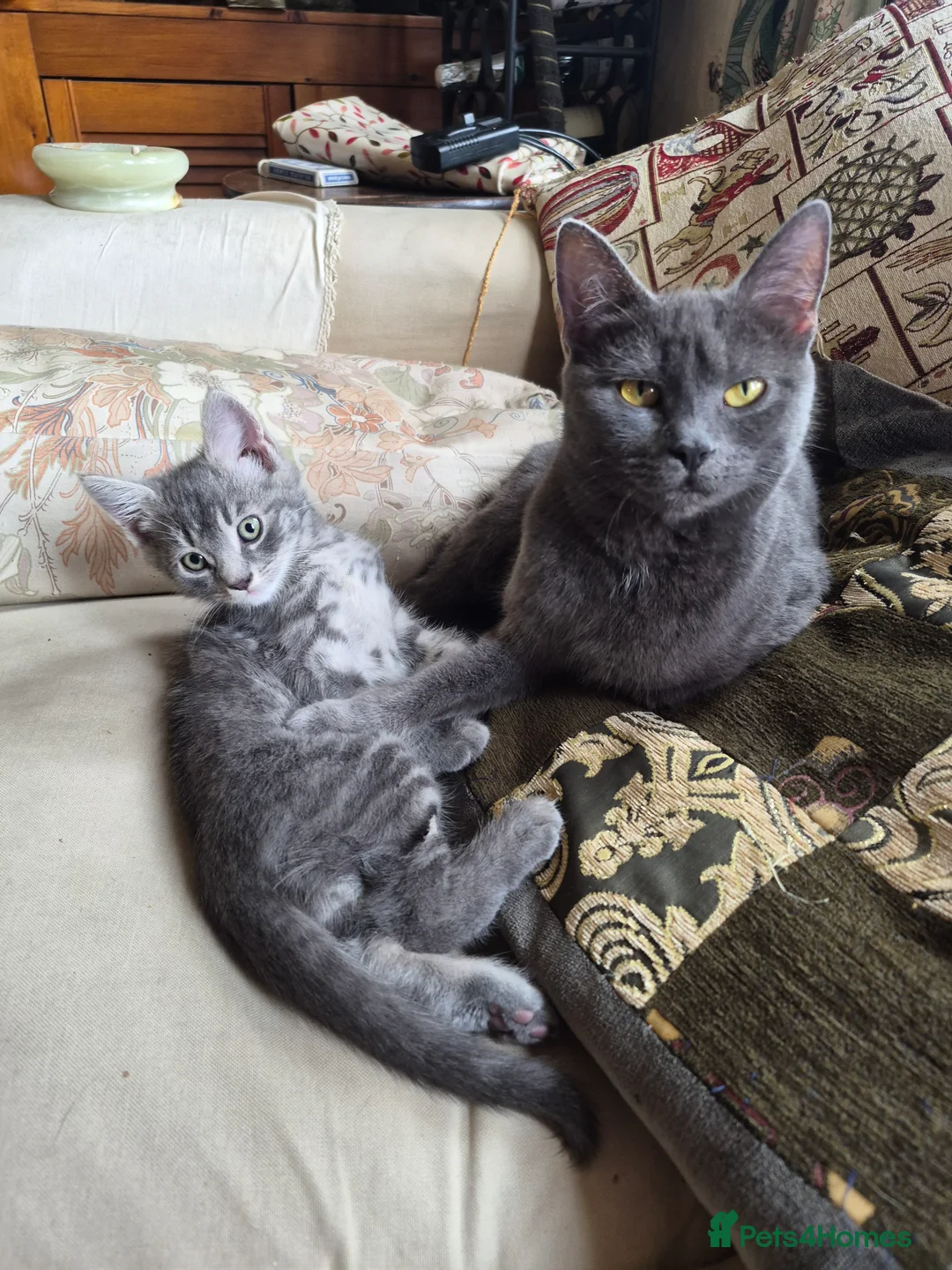 British Shorthair cats for sale: Gorgeous male grey kitten - Advert 1