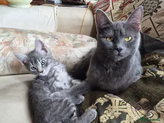 British Shorthair cats Gorgeous male grey kitten - Advert 3