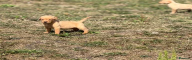 Labrador Retriever 6