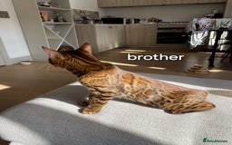 Bengal cats for sale: Pedigree,  TICA, loving, luxurious bengals - Advert 10