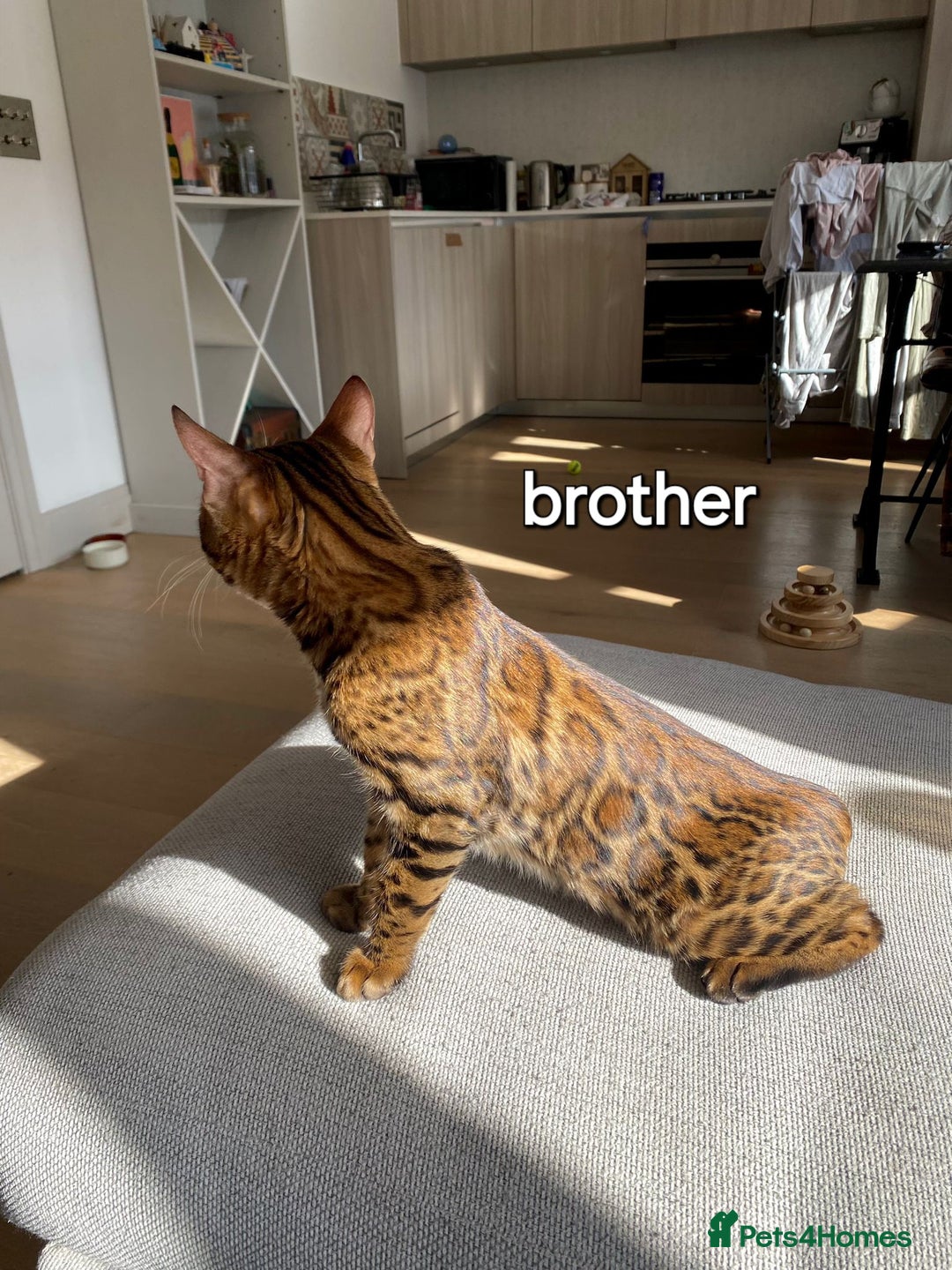 Bengal cats for sale: Pedigree,  TICA, loving, luxurious bengals - Advert 10