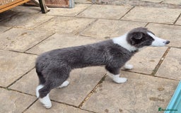 Border Collie dogs for sale: Stunning KC registered blue and white bitch  - Image 3