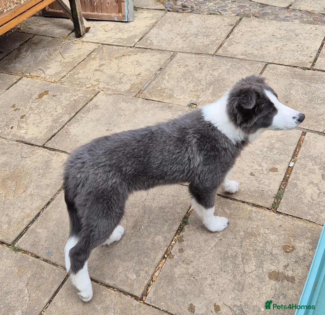 Border Collie dogs for sale: Stunning KC registered blue and white bitch  - Image 3