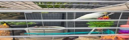 Budgerigars birds for sale: Baby budgie for sale with cage and accessories - Advert 7