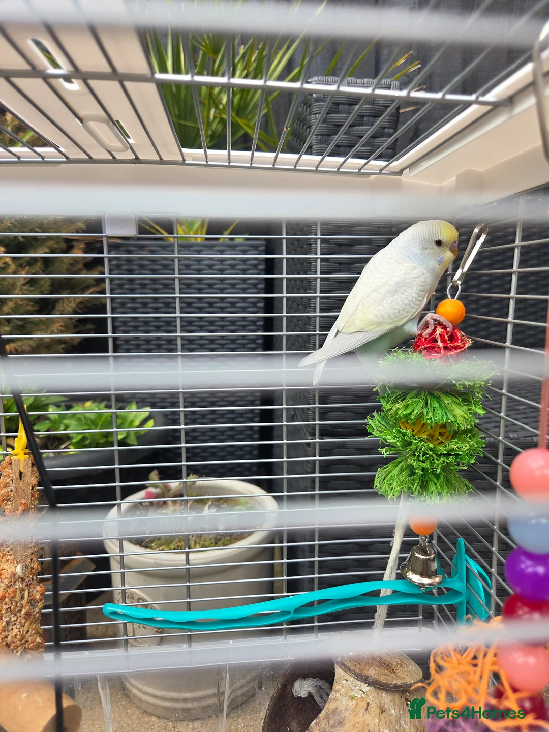 Budgerigars birds for sale: Baby budgie for sale with cage and accessories - Advert 7