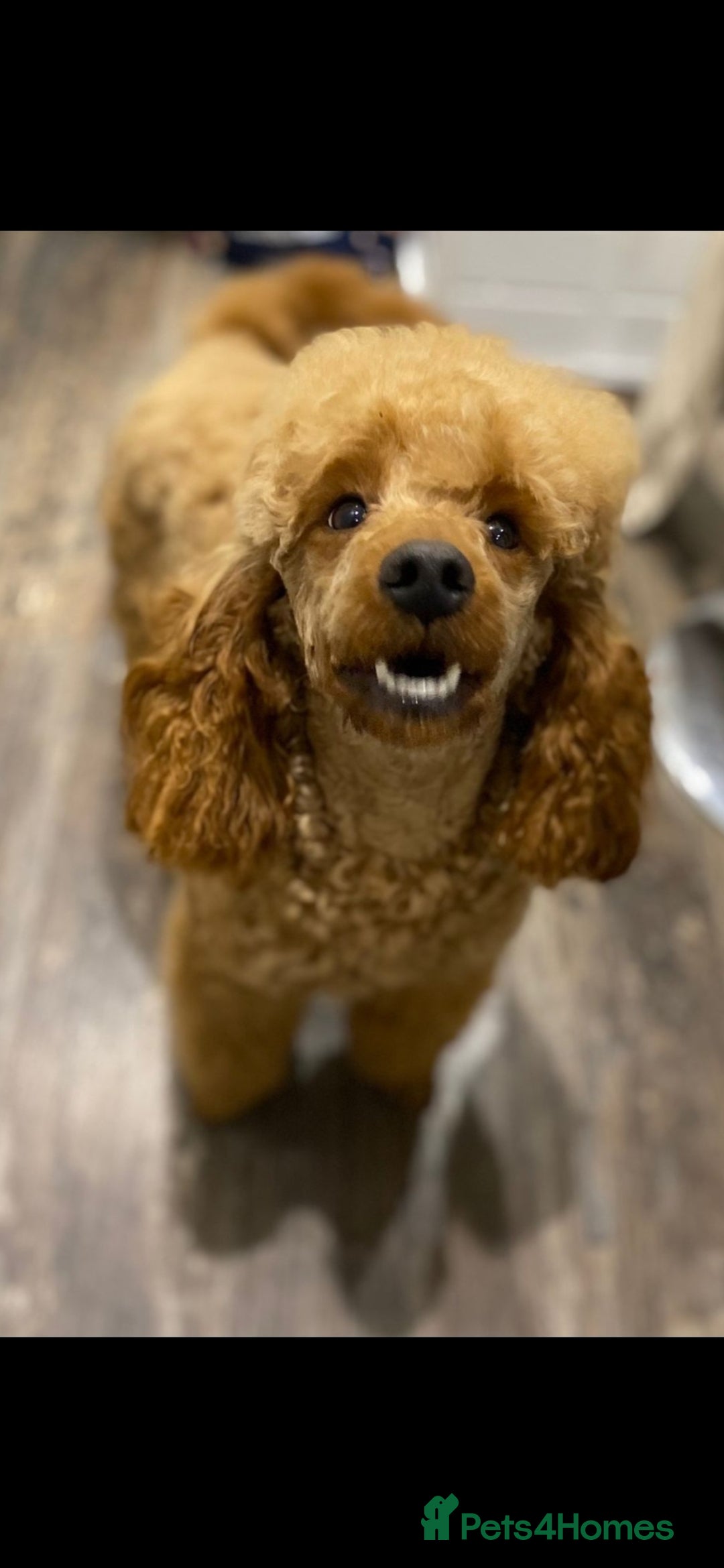 Cockapoo dogs for sale: Health Clear Cockapoos - Advert 10