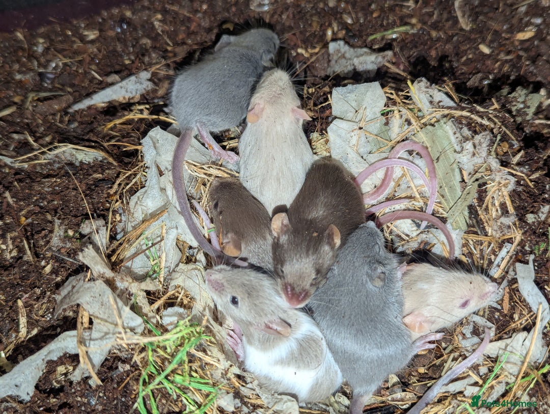 Mouse rodents for sale: Mixture of Fancy Mice For Sale  - Image 1