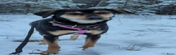 Miniature Pinscher dogs for adoption: 🐾 ROSE – Female Miniature Pinscher - Advert 5