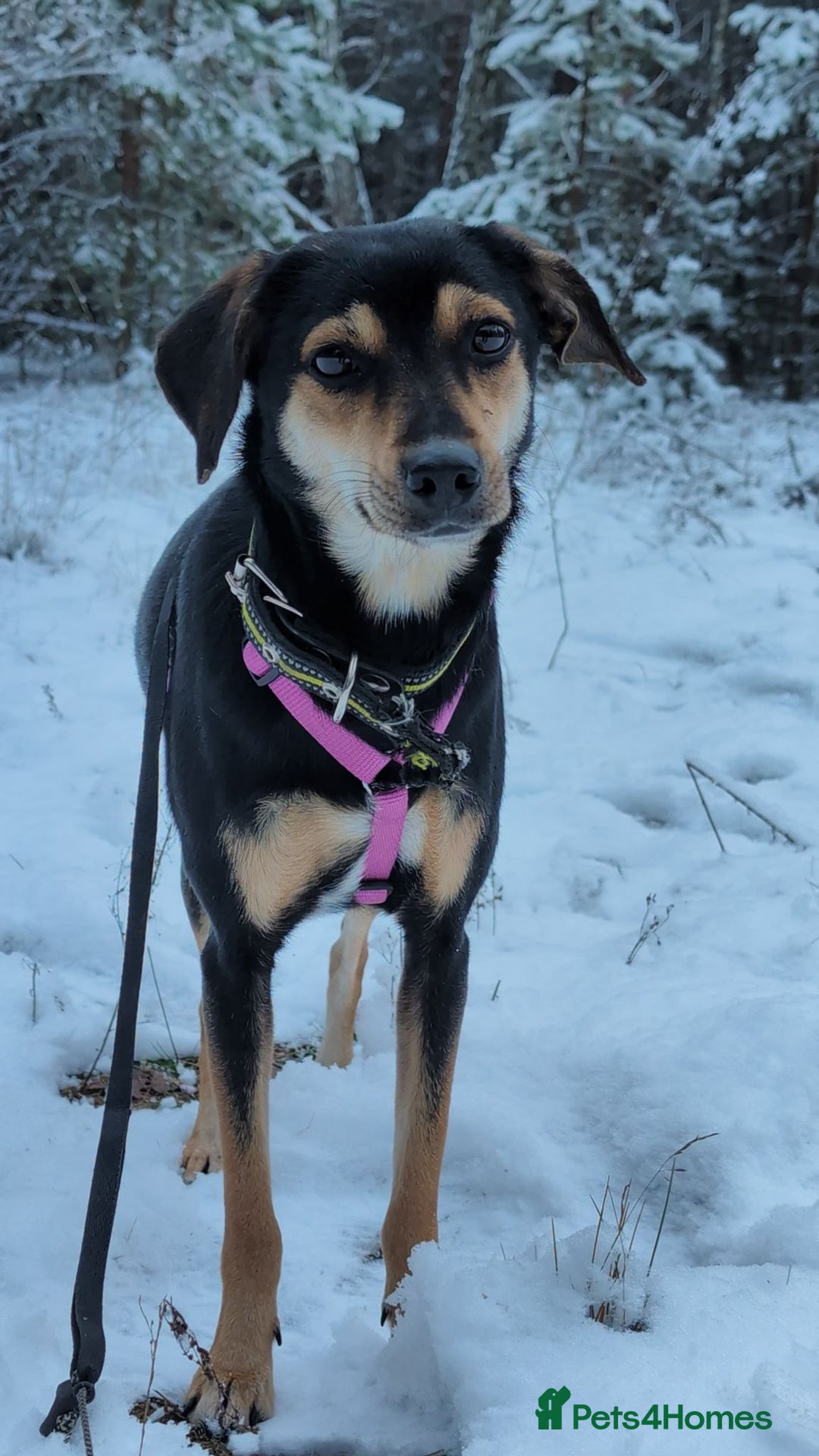 Miniature Pinscher dogs for adoption: 🐾 ROSE – Female Miniature Pinscher - Advert 5