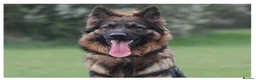 German Shepherd dogs for sale: 🐾Beautiful kc reg German shepherd pups 🐾 in Canvey Island - Advert 2