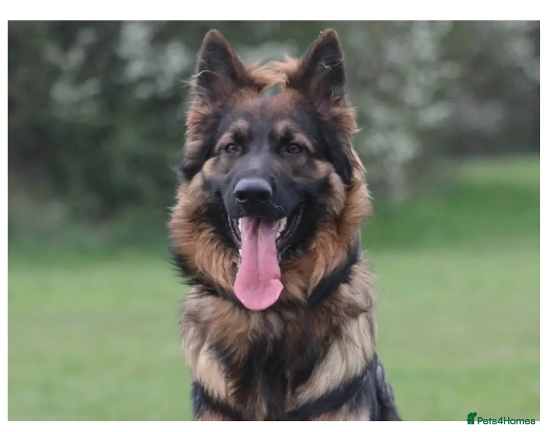 German Shepherd dogs for sale: 🐾Beautiful kc reg German shepherd pups 🐾 in Canvey Island - Advert 2