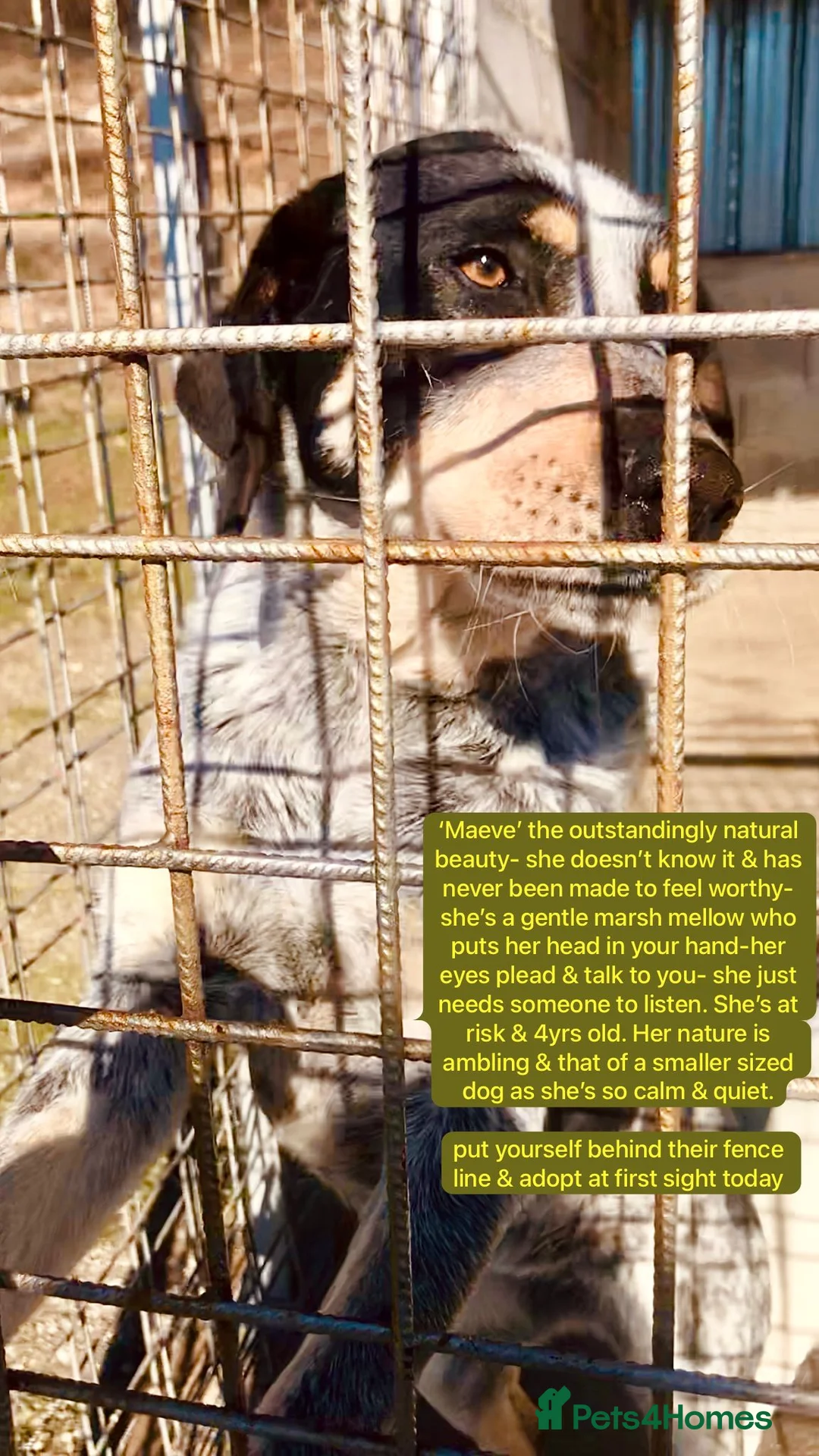 Mixed Breed dogs for adoption: Maeve, 4 yrs approx. Available for adoption. - Advert 1