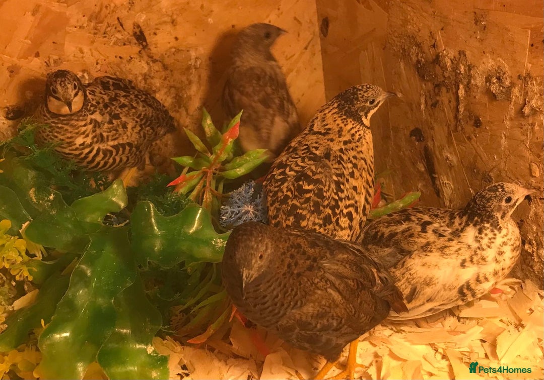 Quail poultry for sale: QUAIL EGGS/CHINESE PAINTED BUTTONS ! - Advert 25
