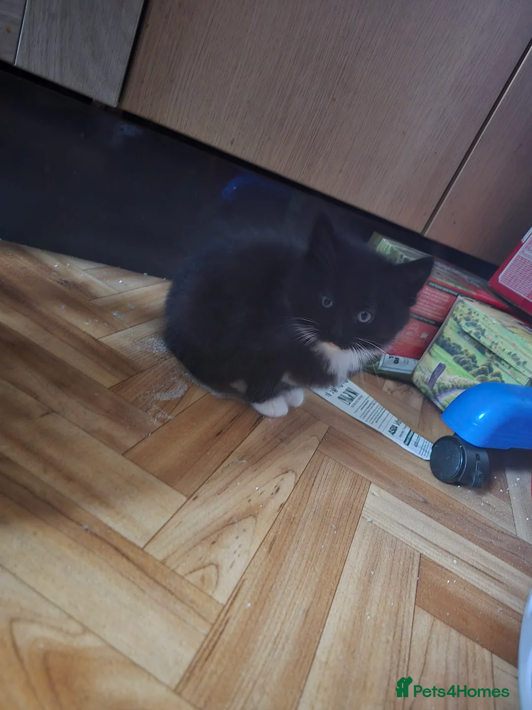 British Shorthair cats for sale: British Short Hair/ Maine Coon Cross - Advert 7