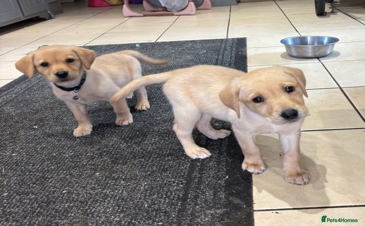 Labrador Retriever dogs - Advert 13