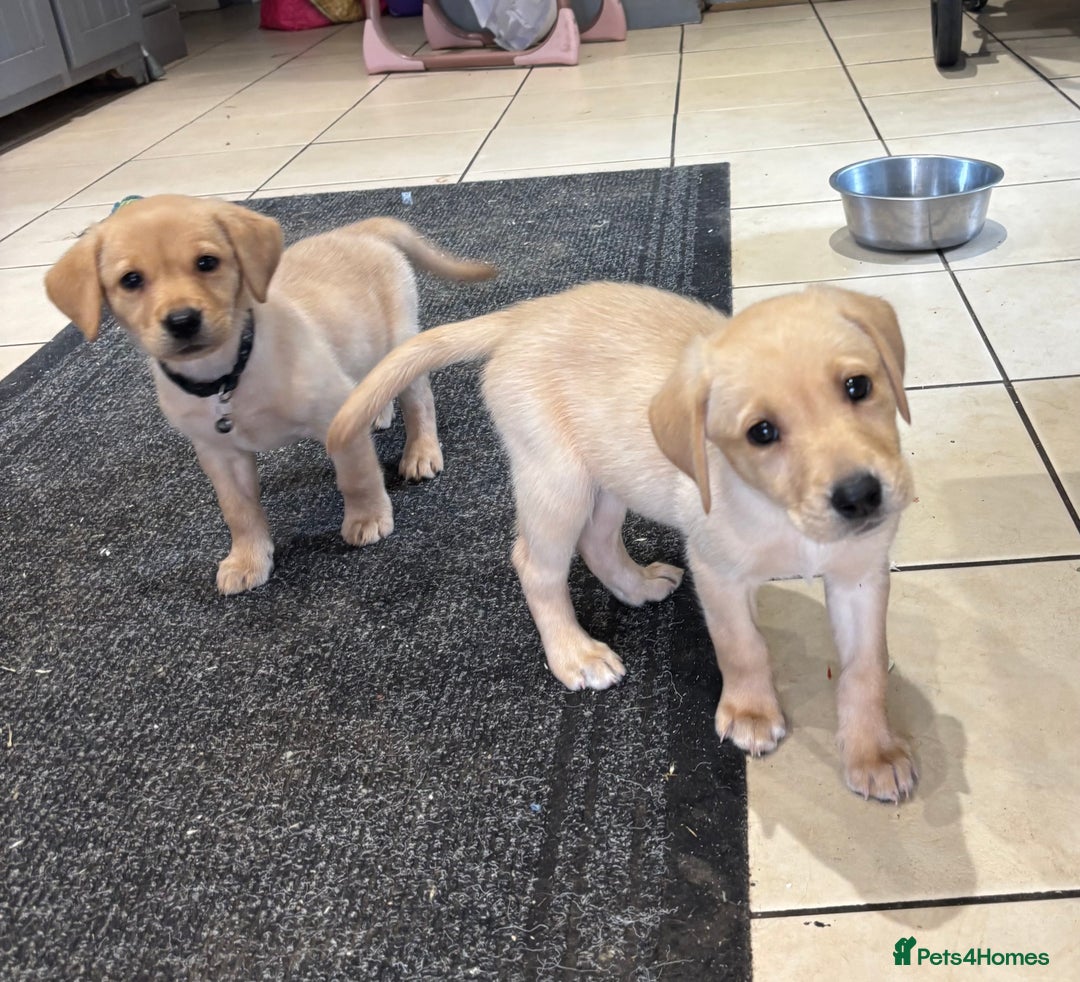 Labrador Retriever dogs for sale: Ready Now Outstanding Show Type Labradors🩷 - Image 4