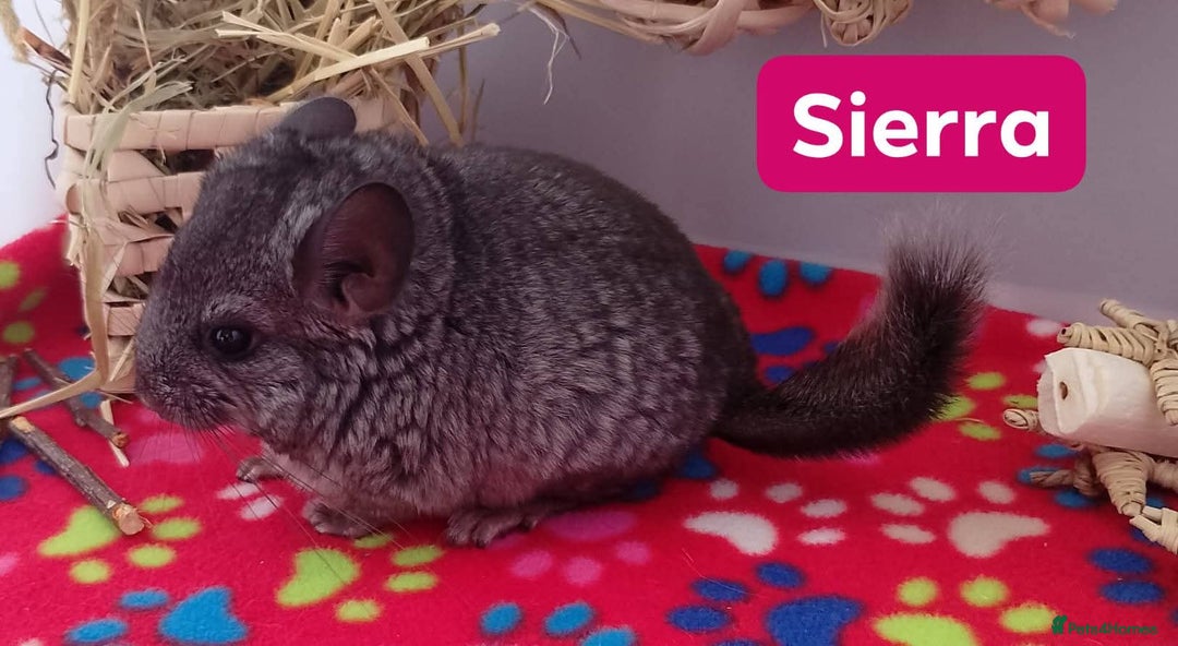 Chinchilla rodents for sale: Baby Royal Persian Angora (RPA /RPAc) Chinchillas - Image 2