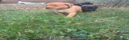 Labrador Retriever dogs for sale: Labrador puppies  in Welwyn Garden City - Advert 13