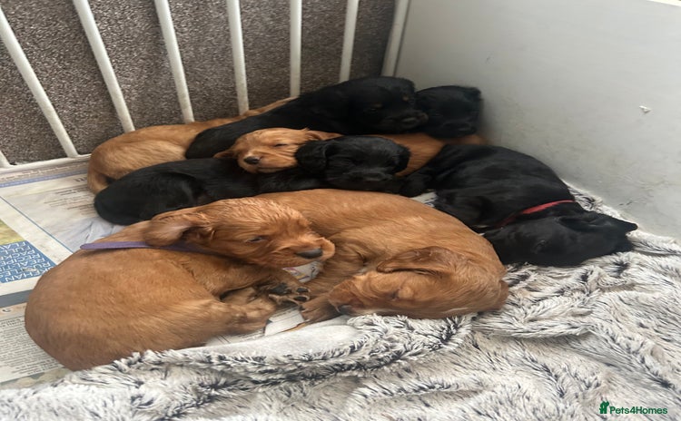 Cocker Spaniel dogs - Advert 15