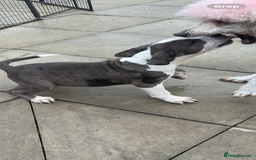 Mixed Breed dogs for sale: NORTH AMERICAN MASTIFF - Image 1