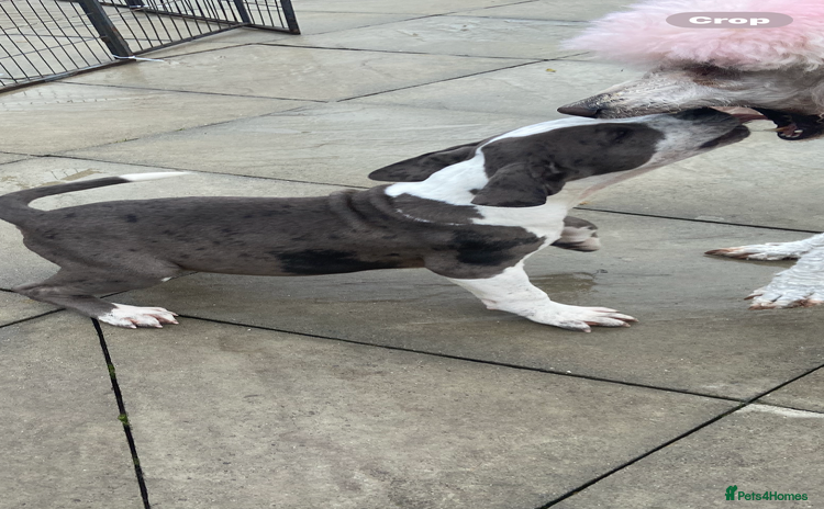 Mixed Breed dogs - Advert 13