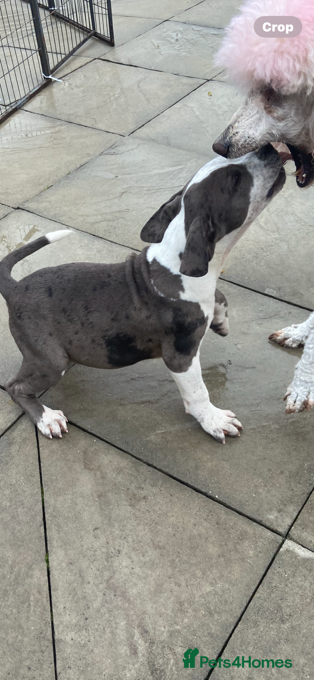Mixed Breed dogs for sale: NORTH AMERICAN MASTIFF - Image 1