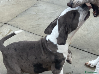 Mixed Breed dogs - Advert 10