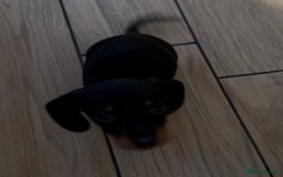 Miniature Dachshund dogs for sale: Last boy and girl  - Image 2
