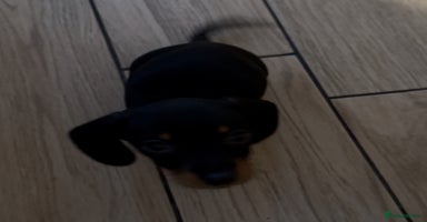 Miniature Dachshund dogs - Advert 3