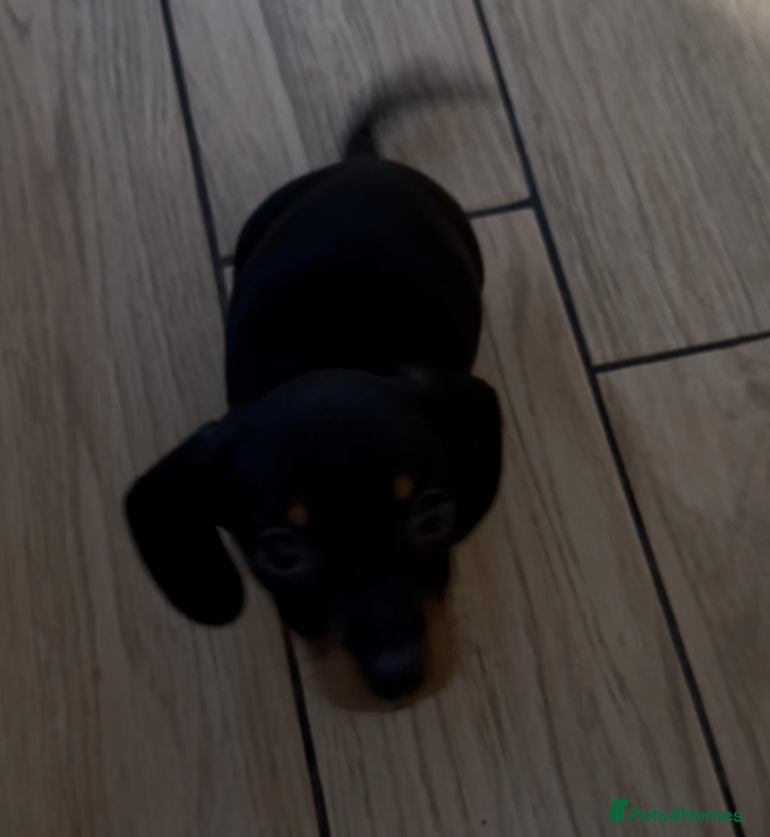 Miniature Dachshund dogs for sale: Last boy and girl  - Image 2