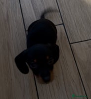 Miniature Dachshund dogs - Advert 1