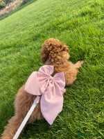 Toy Poodle dogs - Advert 1