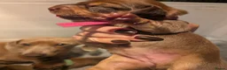 Miniature Dachshund dogs for sale: Beautiful Miniature Dachshund Puppies   - Advert 6