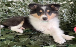 Rough Collie dogs for sale: PUPPY MASSIVE REDUCTION-TRI/COL boy 10w DNA-CLEAR  - Image 1