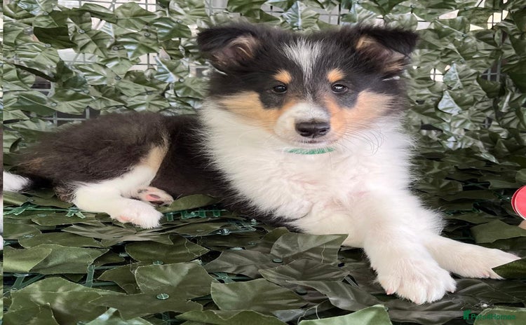 Rough Collie dogs - Advert 1