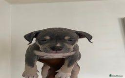 American Bully dogs for sale: Beautiful American bully puppies for sale - Image 4