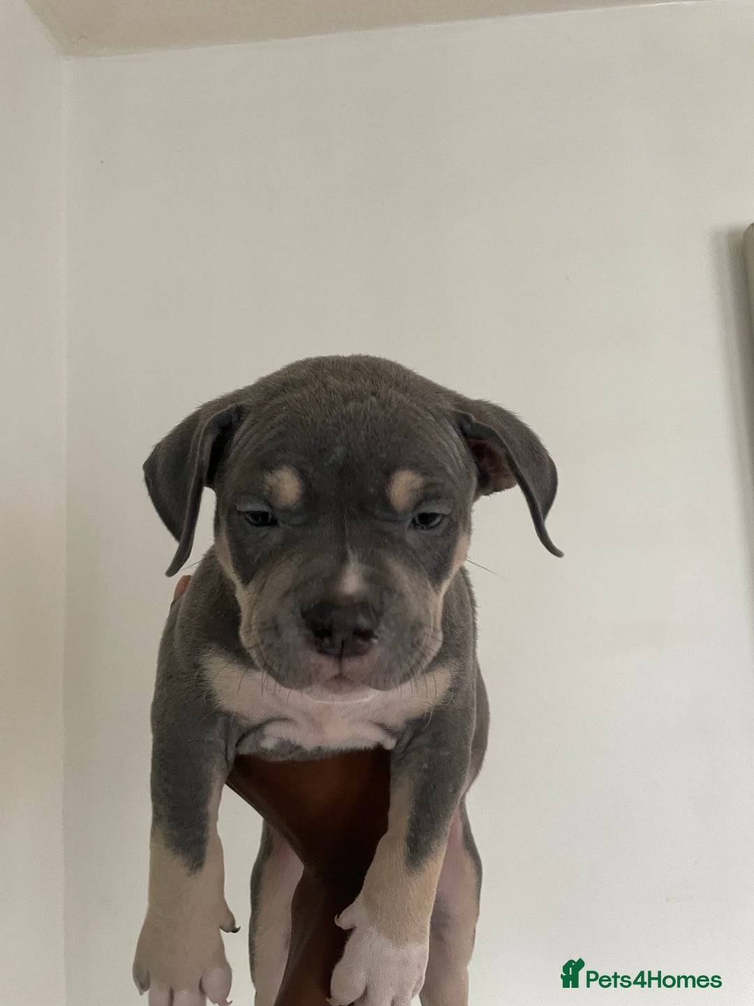 American Bully dogs for sale: Beautiful American bully puppies for sale - Image 4
