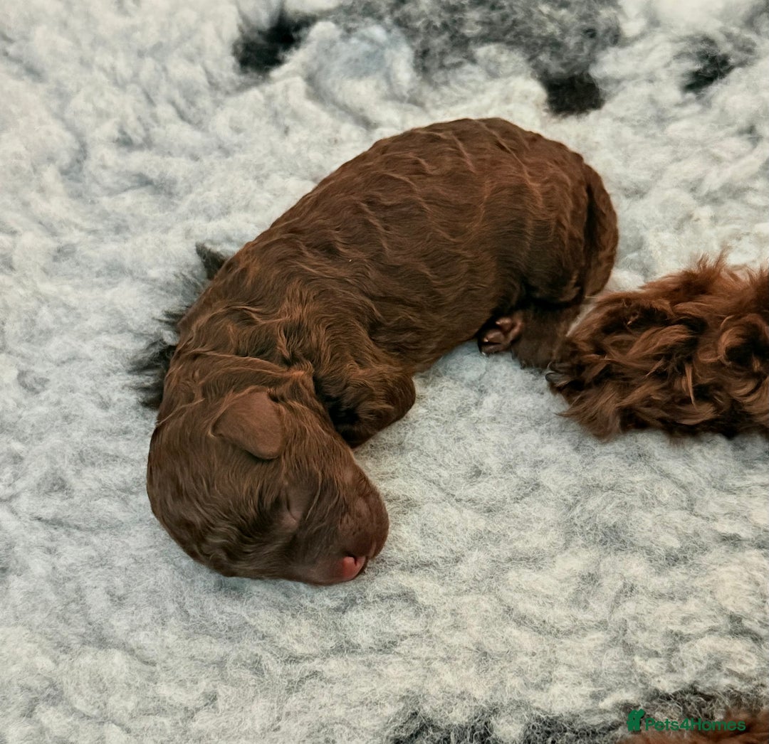 Cockapoo dogs for sale: 🐾 F1B Cockapoo Puppies – DNA Health Tested 🐾 - Image 10