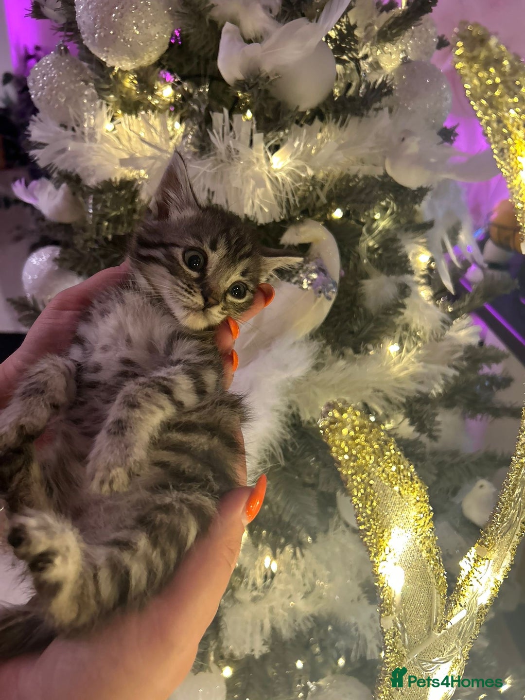 Egyptian Mau cats for sale: TICA REG SNOW SILVER & SMOKE EGYPTIAN MAU X BENGAL - Advert 3