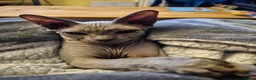 Sphynx cats for sale: Female Sphynx looking for loving home in Tonbridge - Advert 5
