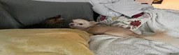 Chihuahua dogs for sale: Henry - Advert 2