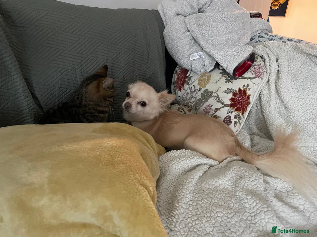Chihuahua dogs for sale: Henry - Advert 2
