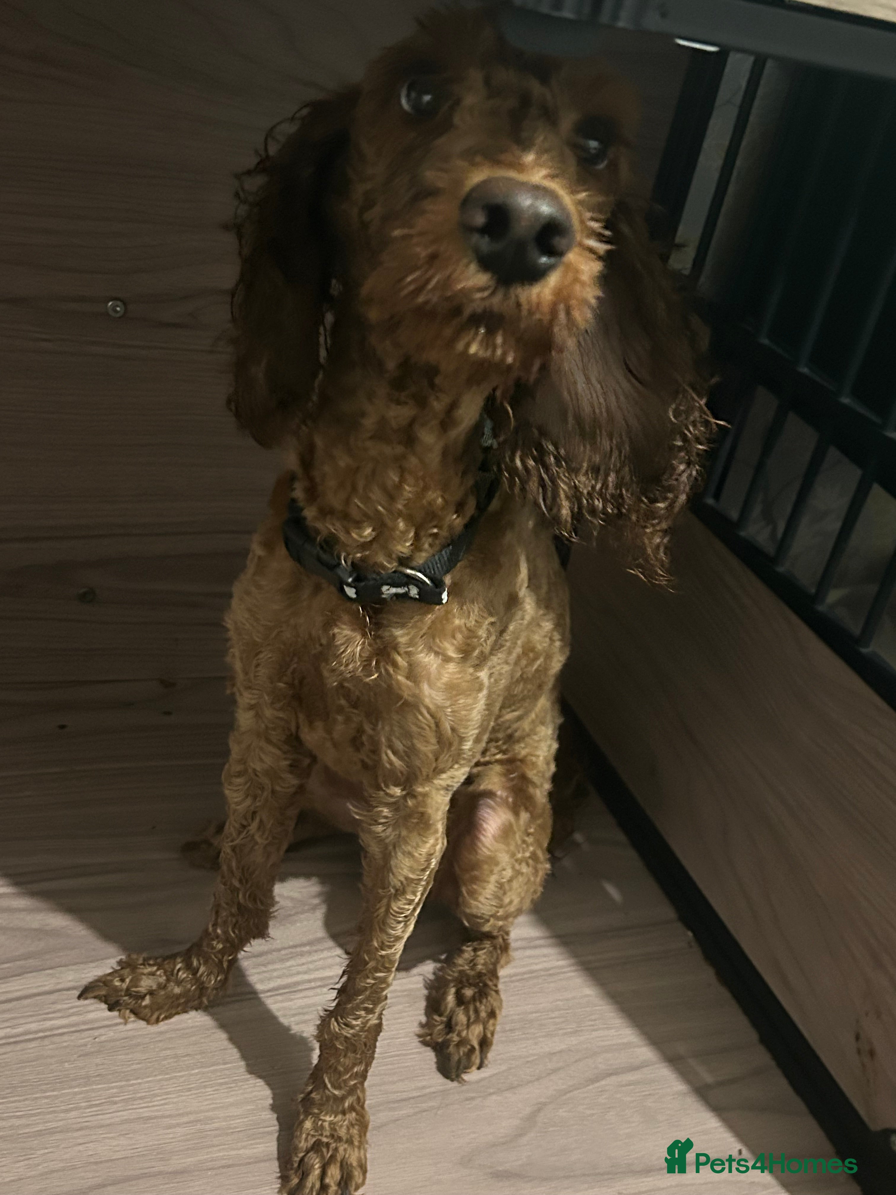 Cockapoo dogs Waffles - Advert 4