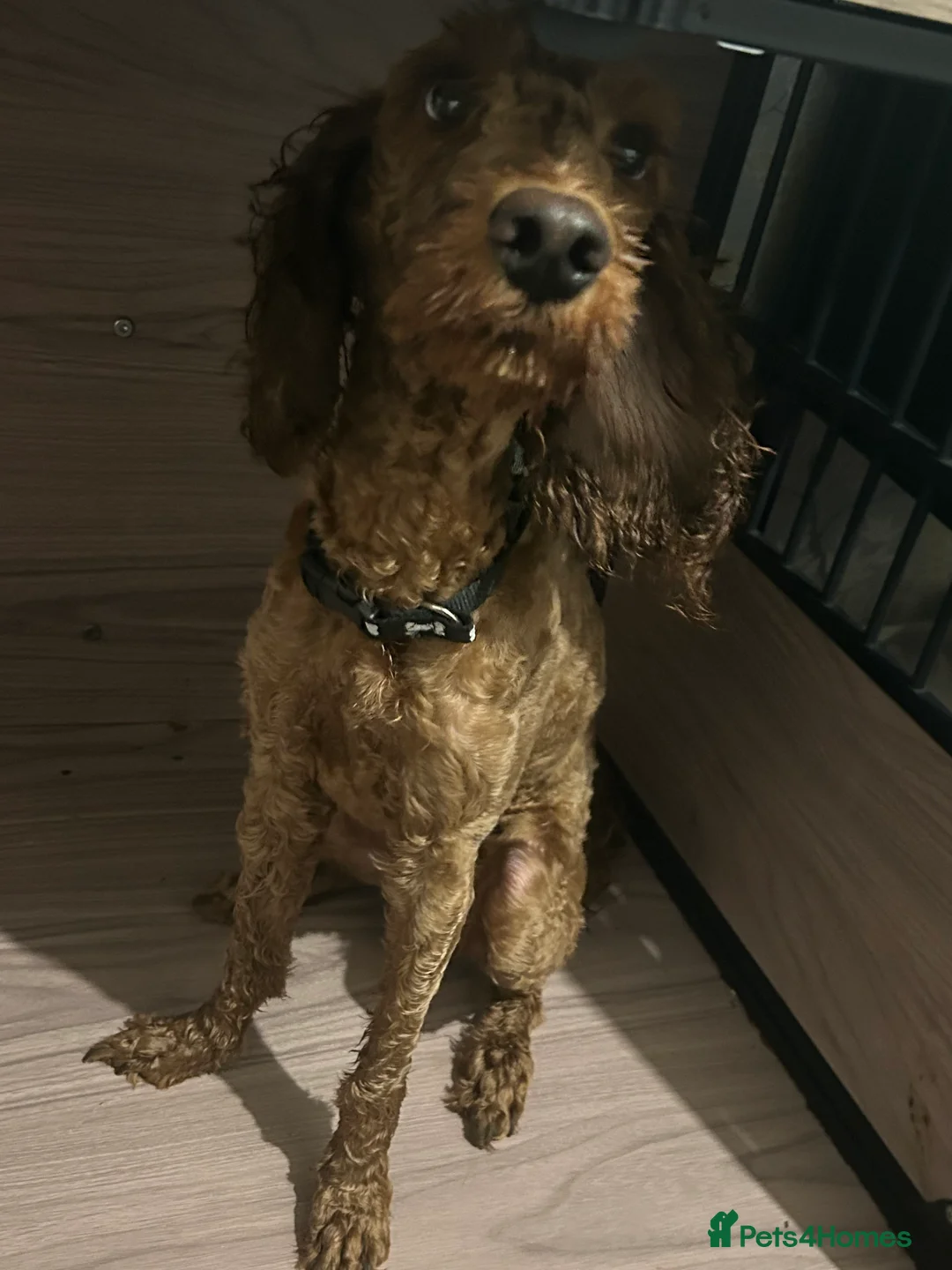 Cockapoo dogs for sale: Waffles - Advert 1