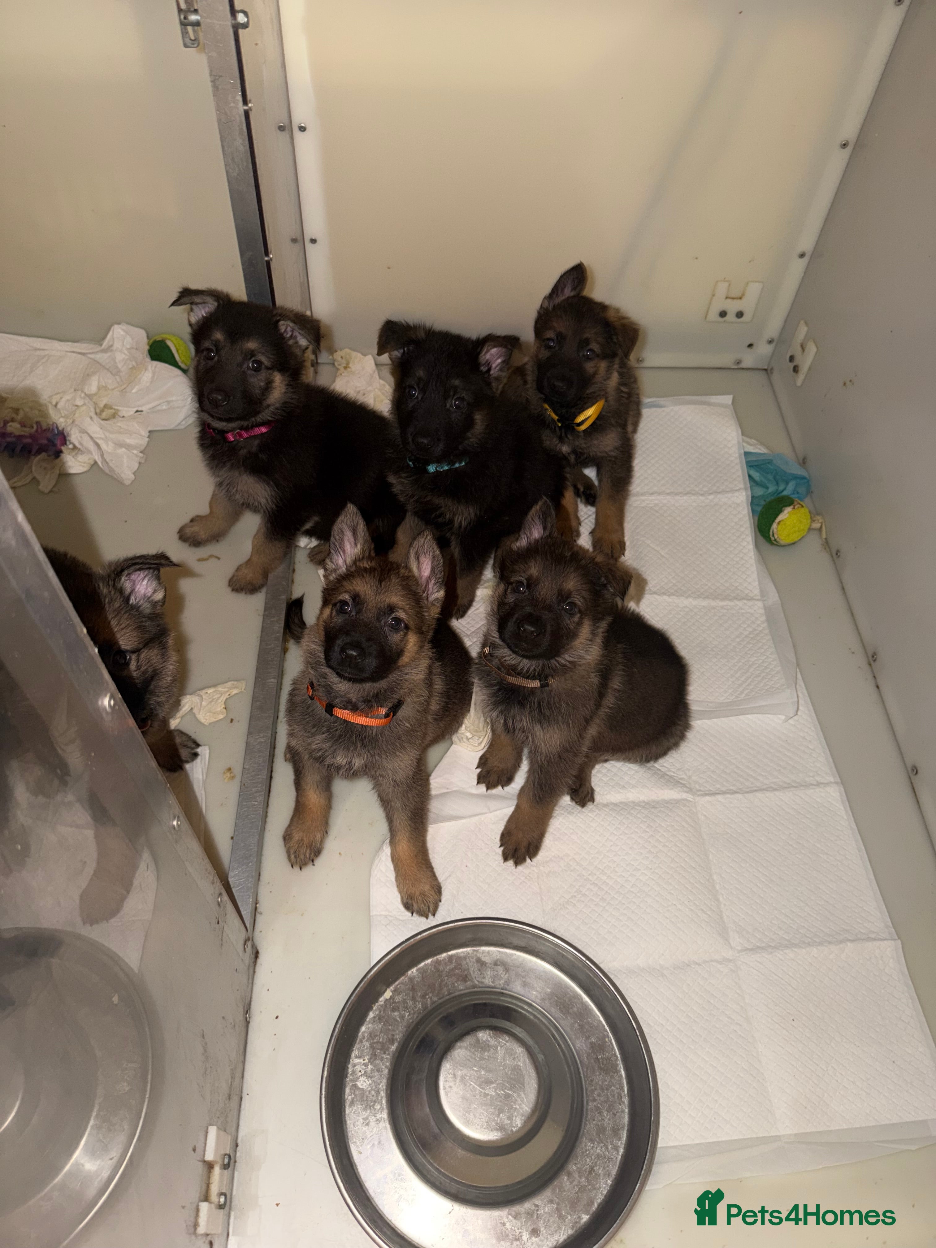 German Shepherd dogs 🐾 Beautiful KC German shepherd puppies 🐾 - Advert 5
