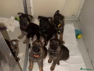 German Shepherd dogs 🐾 Beautiful KC German shepherd puppies 🐾 - Advert 5