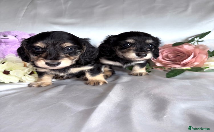 Miniature Dachshund dogs - Advert 1