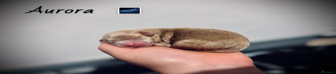 Mixed Breed Puppy 4