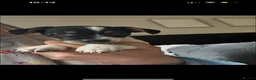 Jack Russell dogs for sale:  Beautiful Jack russels looking for loving home in Erith - Advert 15