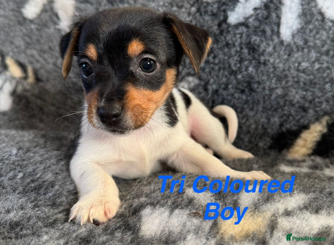 Jack Russell dogs for sale: Stunning Jack Russell pups - Image 2